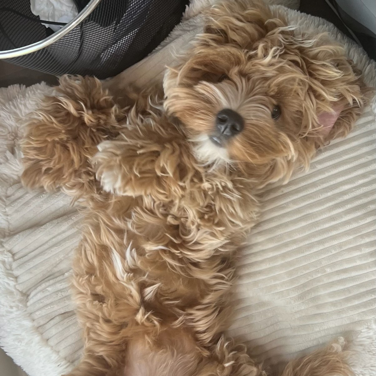 Mini American Cockapoo puppy
