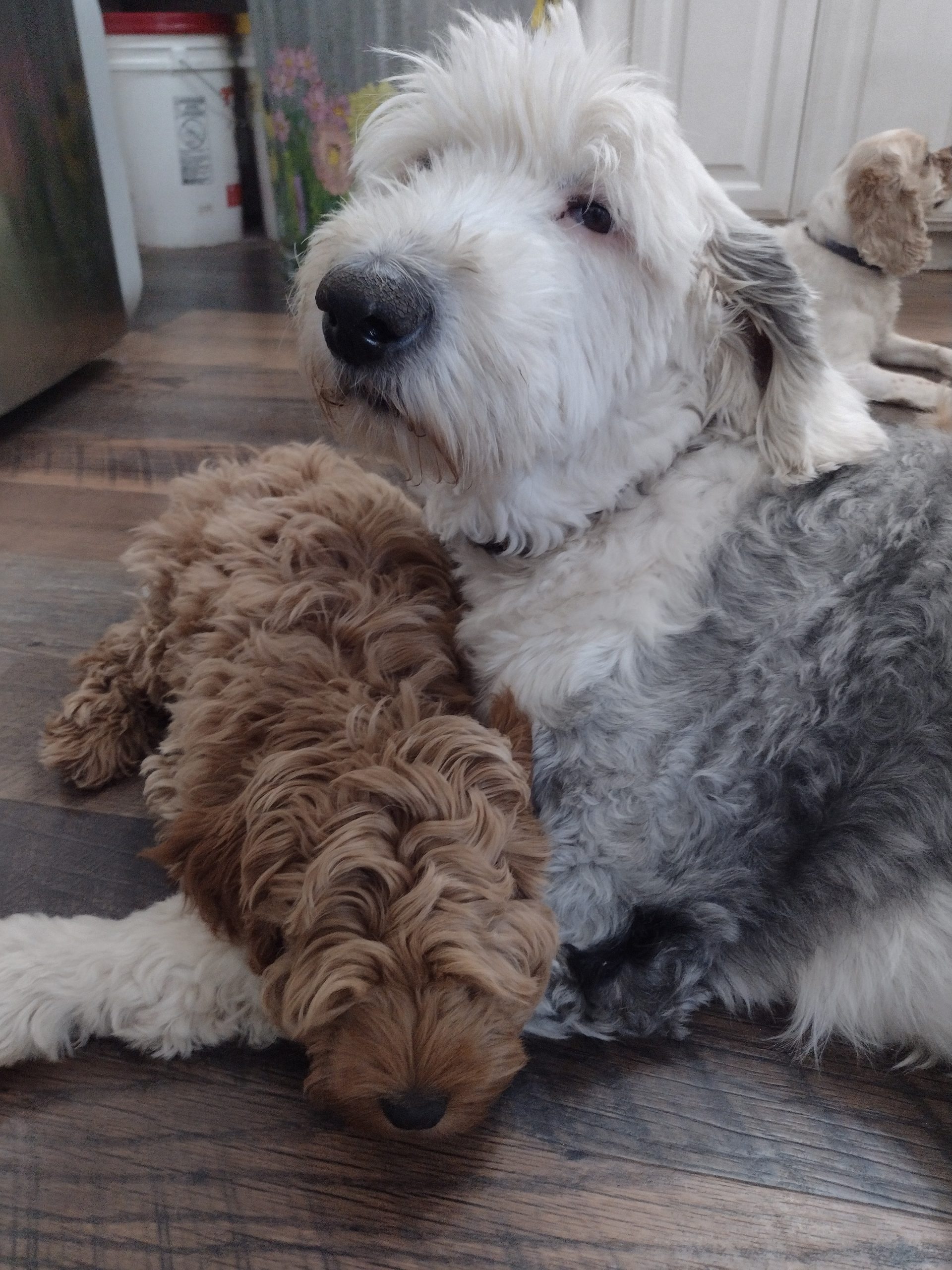 Cockapoo puppy being held