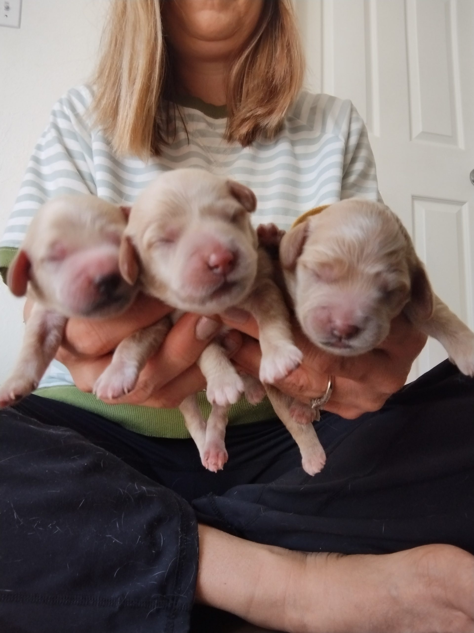 Mountain Puppies puppy at home in Utah