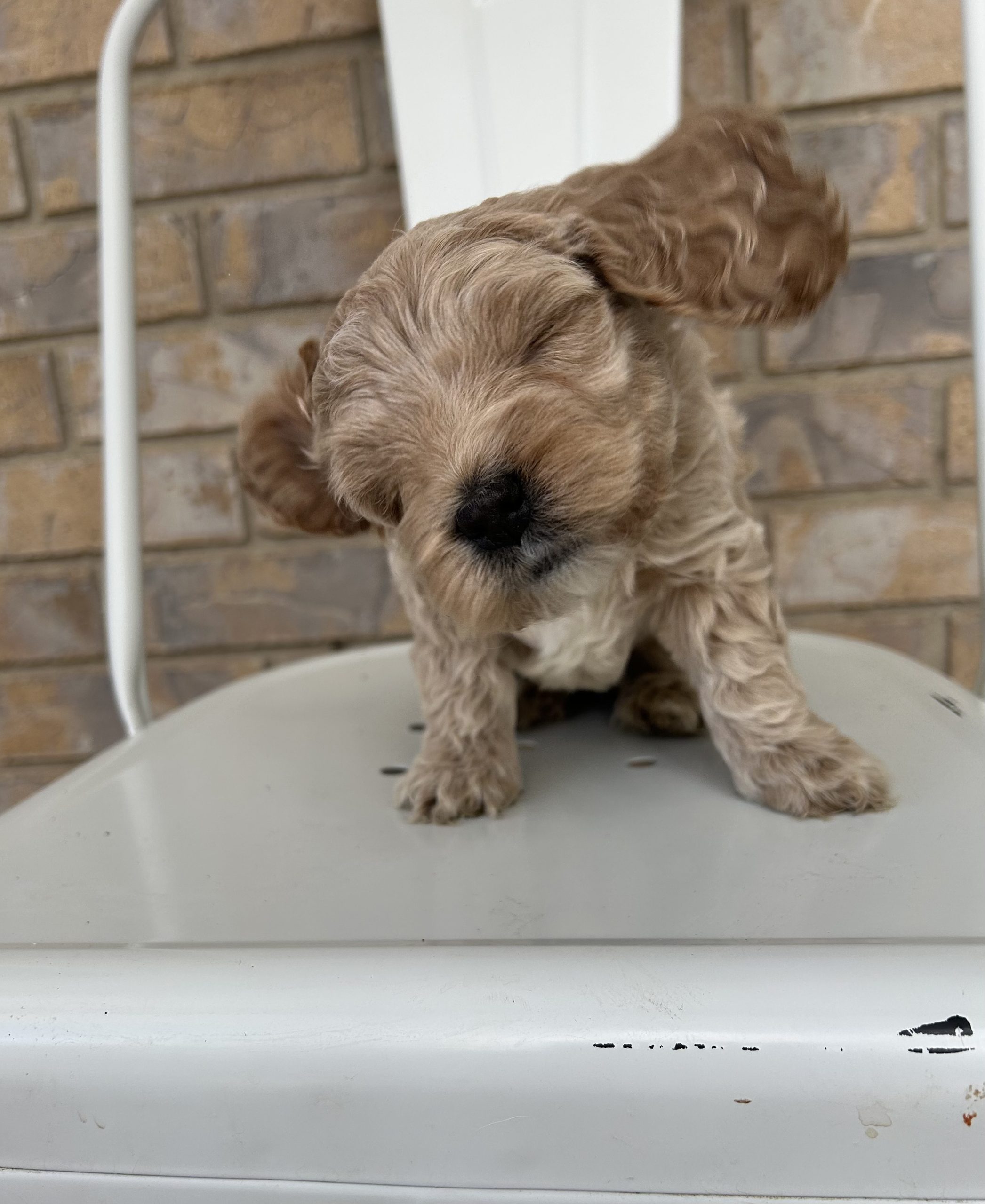 Puppy ready for a new family